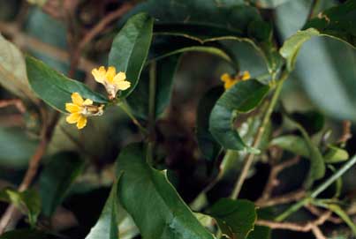 APII jpeg image of Scaevola enantophylla  © contact APII