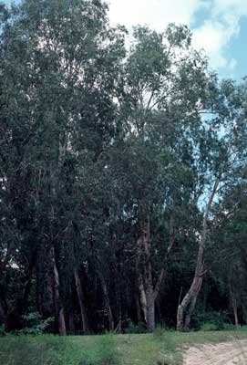 APII jpeg image of Melaleuca leucadendra  © contact APII