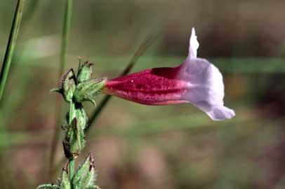 APII jpeg image of Centranthera cochinchinensis  © contact APII