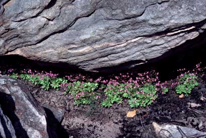 APII jpeg image of Stylidium semipartitum  © contact APII