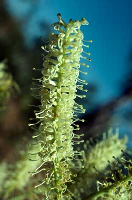 APII jpeg image of Grevillea mimosoides  © contact APII