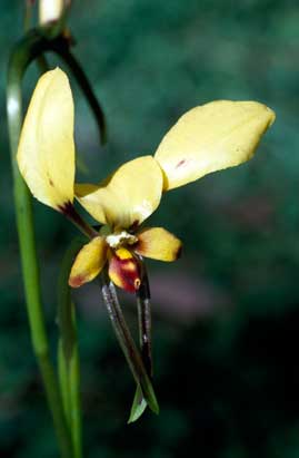 APII jpeg image of Diuris corymbosa  © contact APII