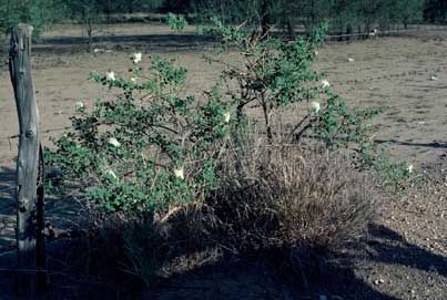 APII jpeg image of Capparis spinosa var. nummularia  © contact APII