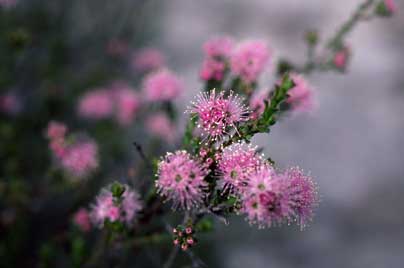 APII jpeg image of Kunzea capitata  © contact APII