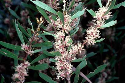 APII jpeg image of Hakea dactyloides  © contact APII