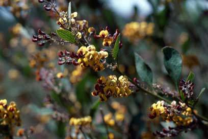 APII jpeg image of Daviesia latifolia  © contact APII