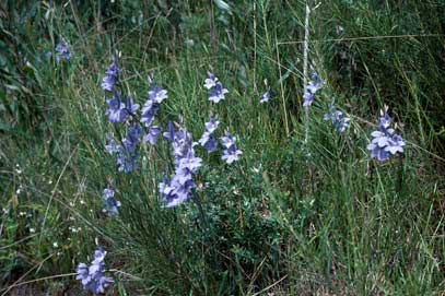 APII jpeg image of Thelymitra venosa  © contact APII