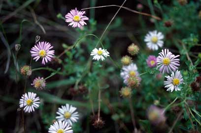 APII jpeg image of Calotis cuneifolia  © contact APII