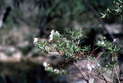 APII jpeg image of Prostanthera linearis  © contact APII