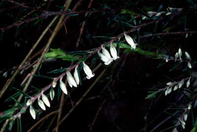 APII jpeg image of Epacris obtusifolia  © contact APII