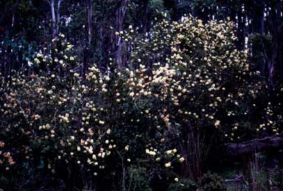 APII jpeg image of Callistemon pallidus  © contact APII