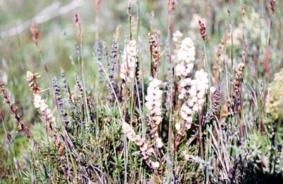 APII jpeg image of Richea scoparia  © contact APII