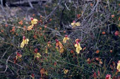 APII jpeg image of Lechenaultia linarioides  © contact APII