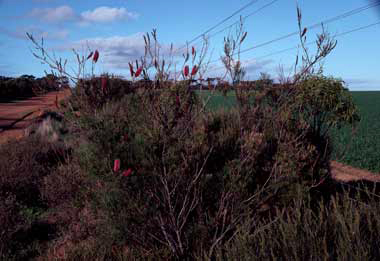 APII jpeg image of Grevillea petrophiloides subsp. petrophiloides  © contact APII