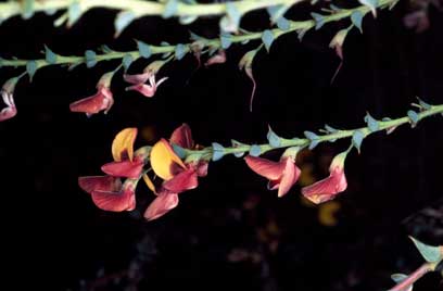 APII jpeg image of Daviesia cardiophylla  © contact APII