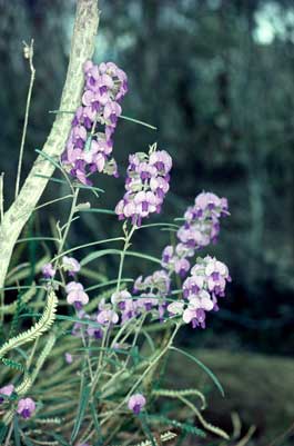 APII jpeg image of Hovea trisperma  © contact APII