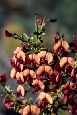 APII jpeg image of Daviesia microphylla  © contact APII