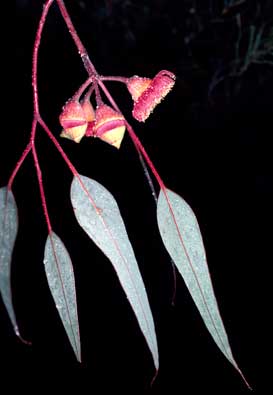 APII jpeg image of Eucalyptus caesia subsp. magna  © contact APII