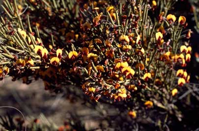 APII jpeg image of Daviesia hakeoides var. major  © contact APII