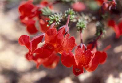 APII jpeg image of Lechenaultia formosa  © contact APII