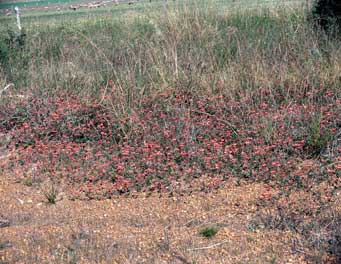 APII jpeg image of Kennedia coccinea  © contact APII