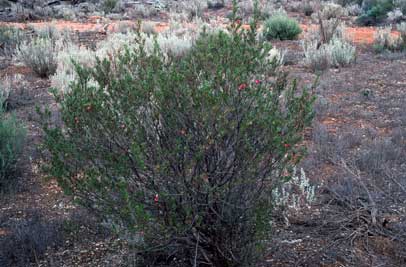 APII jpeg image of Eremophila alternifolia  © contact APII