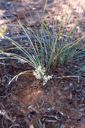 APII jpeg image of Lomandra effusa  © contact APII