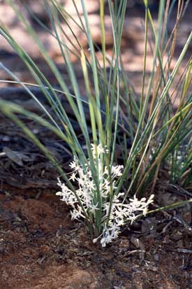 APII jpeg image of Lomandra effusa  © contact APII