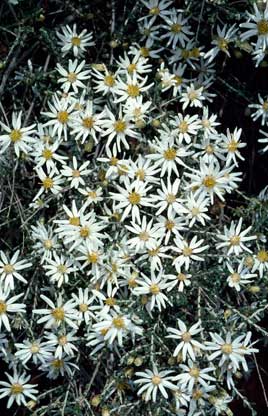 APII jpeg image of Olearia pimeleoides  © contact APII