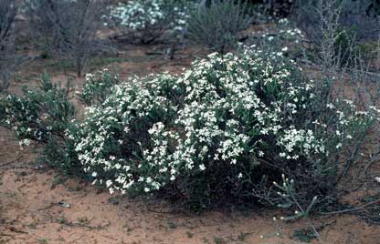 APII jpeg image of Olearia pimeleoides  © contact APII