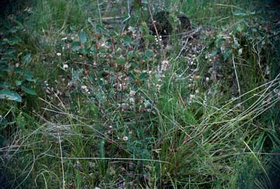 APII jpeg image of Grevillea occidentalis  © contact APII