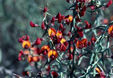 APII jpeg image of Daviesia incrassata subsp. reversifolia  © contact APII