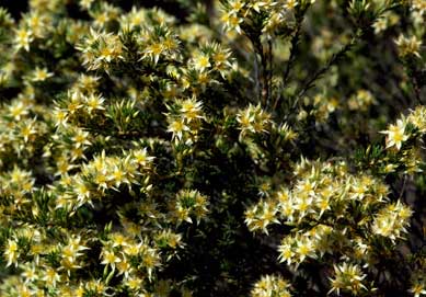 APII jpeg image of Calytrix depressa  © contact APII