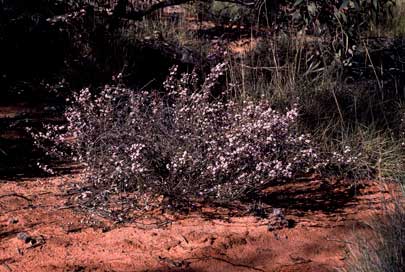 APII jpeg image of Baeckea crassifolia  © contact APII