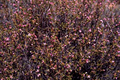 APII jpeg image of Boronia inornata subsp. leptophylla  © contact APII