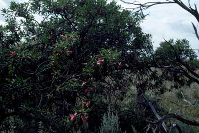 APII jpeg image of Eremophila galeata  © contact APII