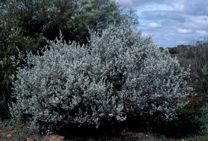 APII jpeg image of Eremophila glabra subsp. glabra  © contact APII