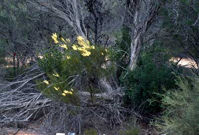 APII jpeg image of Grevillea didymobotrya subsp. didymobotrya  © contact APII