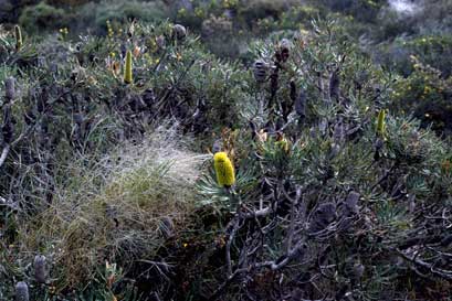 APII jpeg image of Banksia attenuata  © contact APII