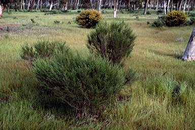 APII jpeg image of Eremophila sargentii  © contact APII