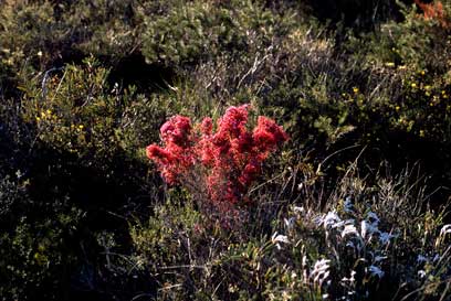 APII jpeg image of Calytrix leschenaultii  © contact APII