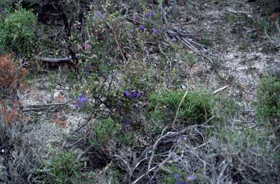 APII jpeg image of Hovea pungens  © contact APII