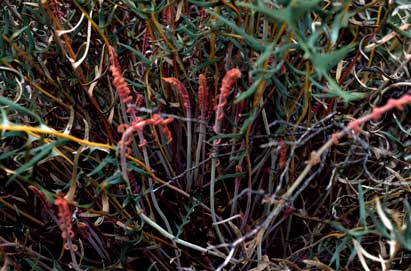 APII jpeg image of Banksia pteridifolia subsp. pteridifolia  © contact APII