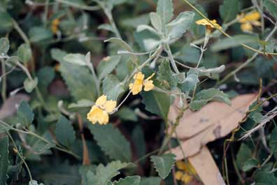 APII jpeg image of Goodenia hederacea subsp. hederacea  © contact APII