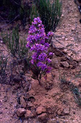 APII jpeg image of Calytrix leschenaultii  © contact APII