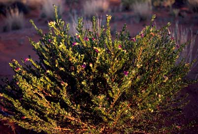 APII jpeg image of Eremophila platythamnos  © contact APII