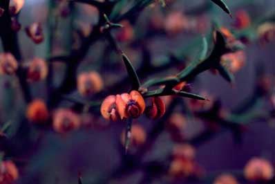 APII jpeg image of Daviesia decipiens  © contact APII