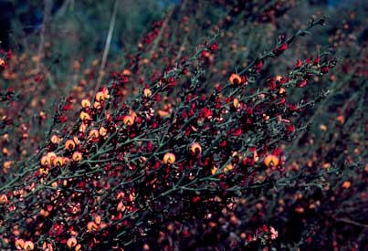 APII jpeg image of Daviesia physodes  © contact APII