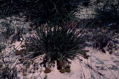 APII jpeg image of Darwinia virescens  © contact APII