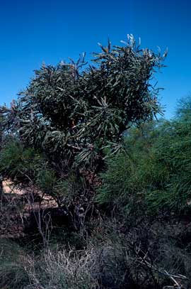 APII jpeg image of Banksia prionotes  © contact APII